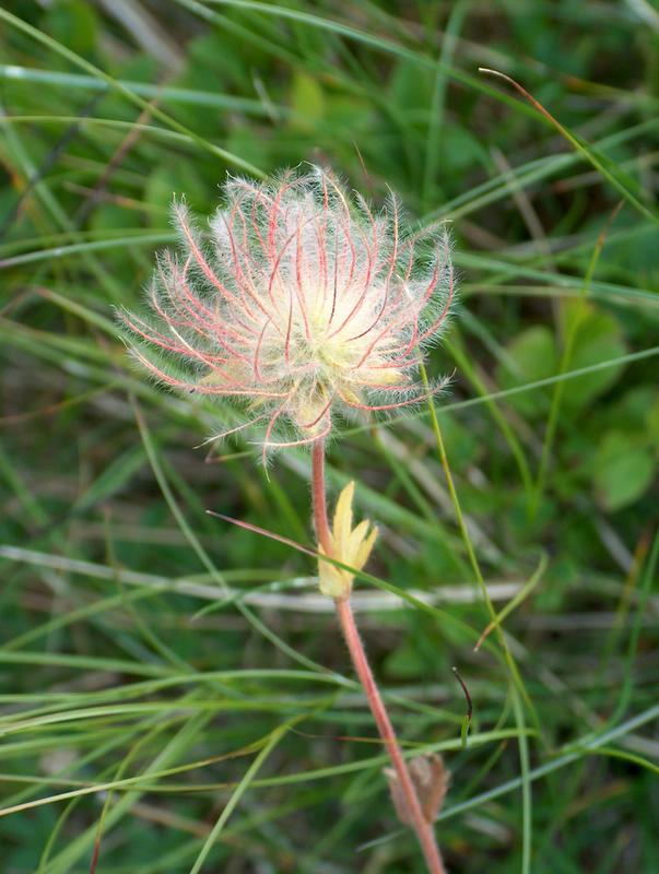 Capolino peloso - Geum sp.