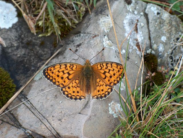 Argynnis niobe