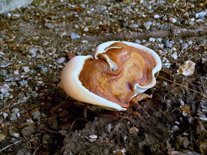 Ganoderma lipsiense? (Ganoderma sp.)