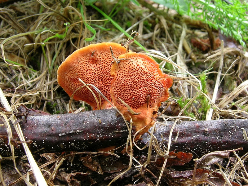 Pycnoporus cinnabarinus