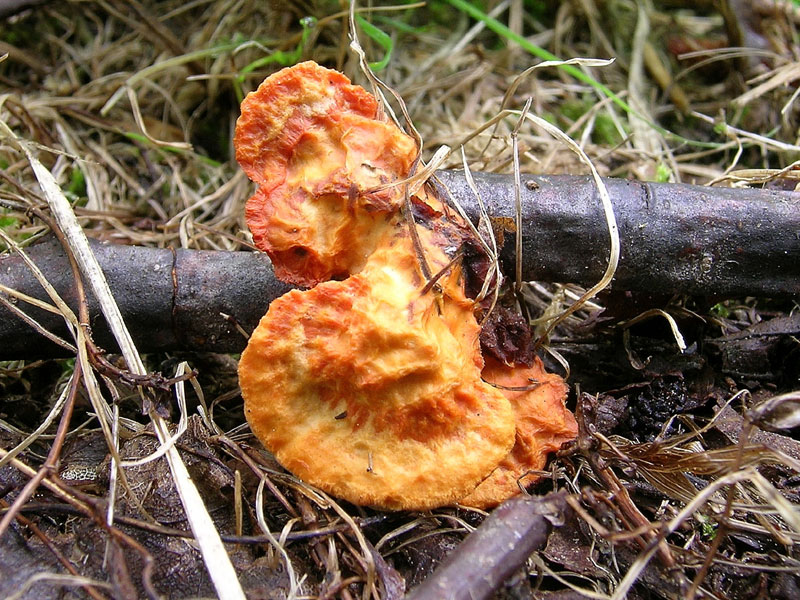 Pycnoporus cinnabarinus
