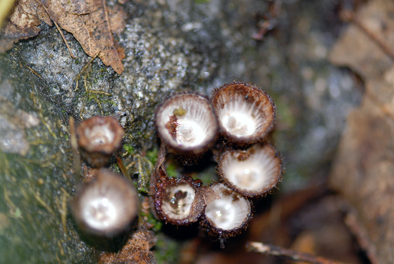 Cyathus striatus