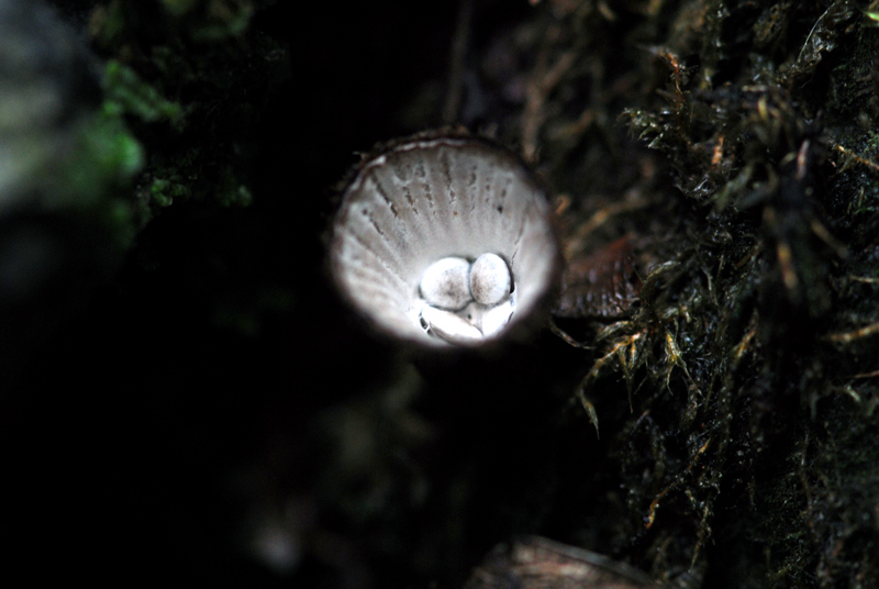 Cyathus striatus