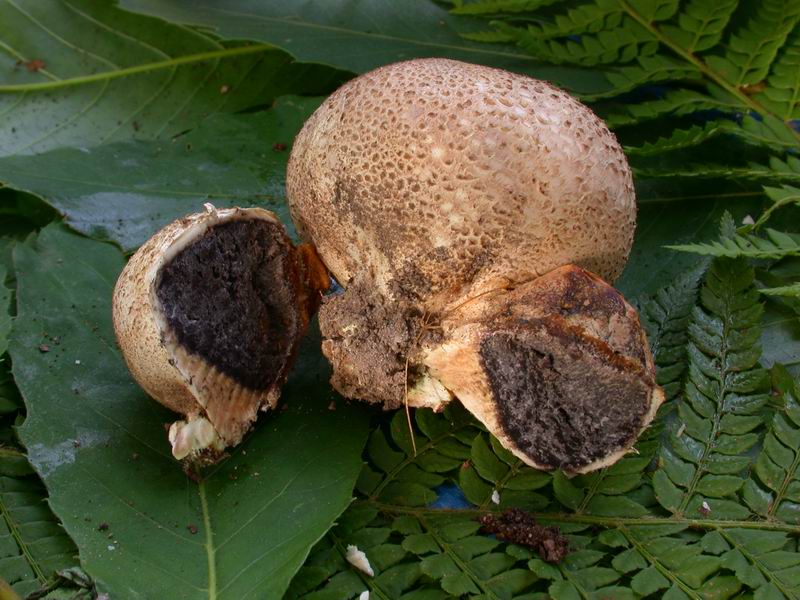 Escursione in Castagniccia - Corsica