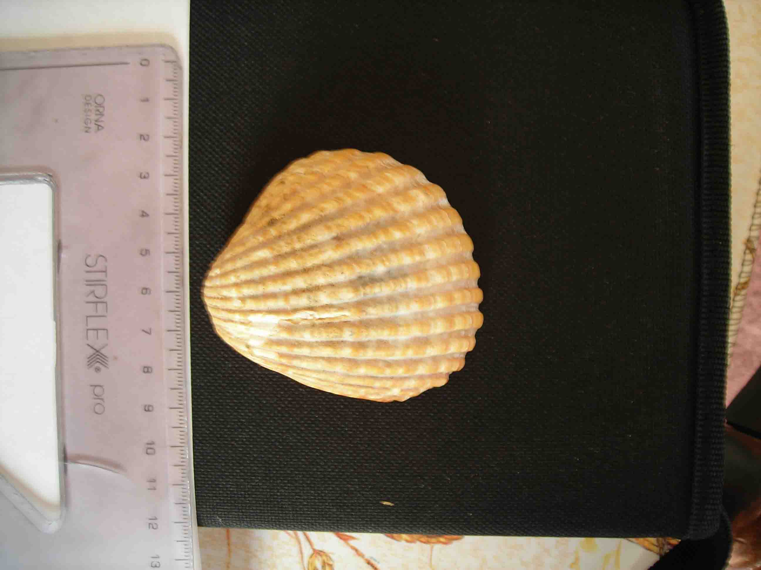 Venericardia antiquata