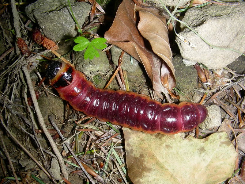 un grosso bruco da identificare! Cossus cossus