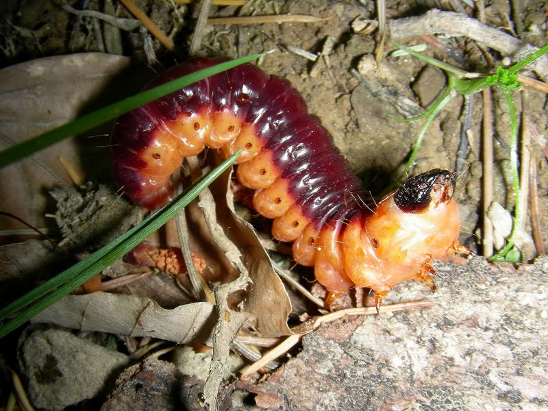 un grosso bruco da identificare! Cossus cossus