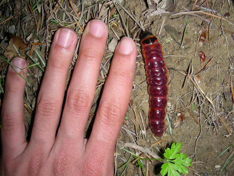 un grosso bruco da identificare! Cossus cossus