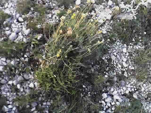 Helichrysum italicum / Perpetuini d''Italia
