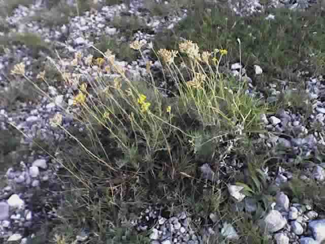 Helichrysum italicum / Perpetuini d''Italia