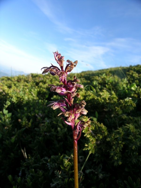 Orchis spitzelii: i danni del gelo!
