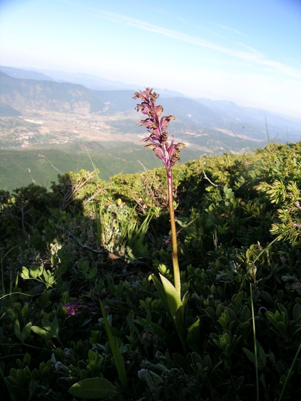 Orchis spitzelii: i danni del gelo!