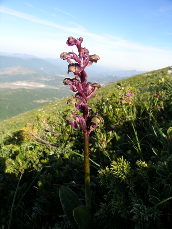 Orchis spitzelii: i danni del gelo!