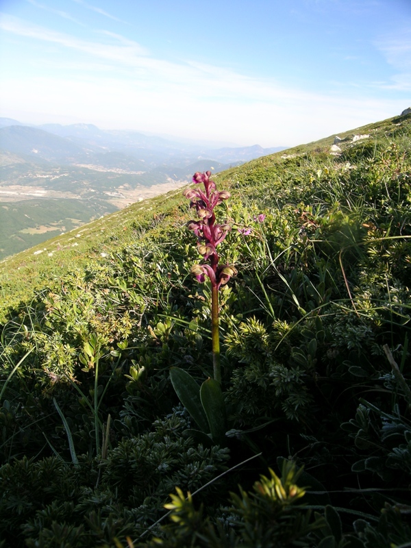 Orchis spitzelii: i danni del gelo!