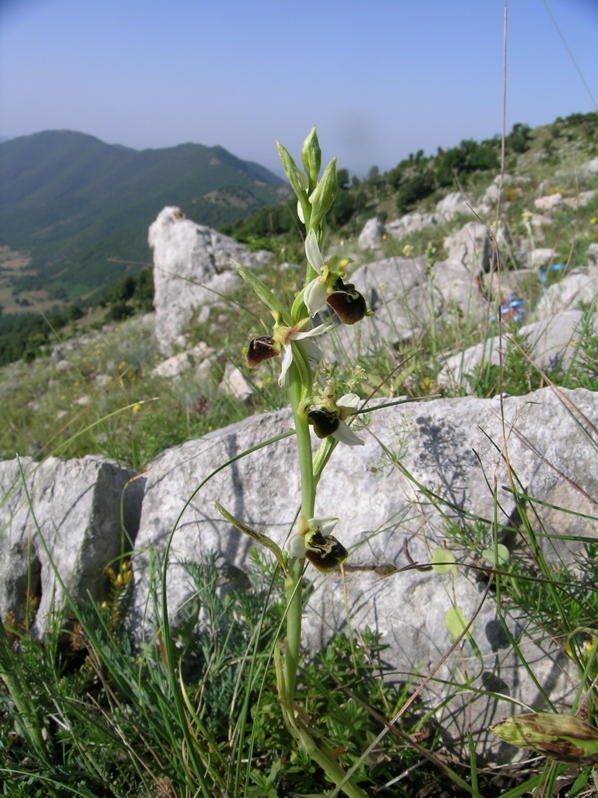Ophrys fuciflora