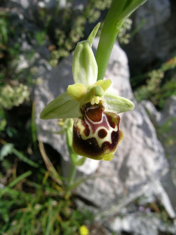 Ophrys fuciflora