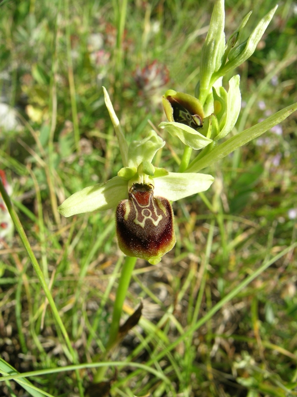Ophrys fuciflora