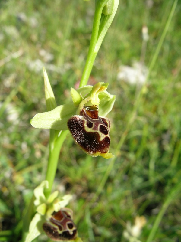 Ophrys fuciflora