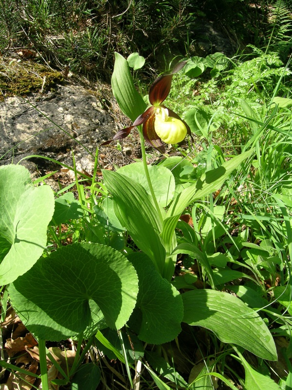 Cypripedium calceolus in Abruzzo