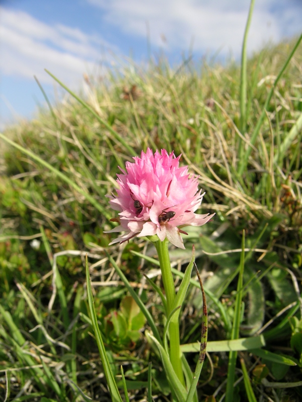 Nigritella widderi