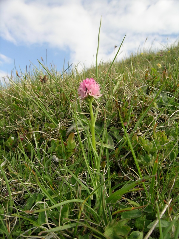 Nigritella widderi