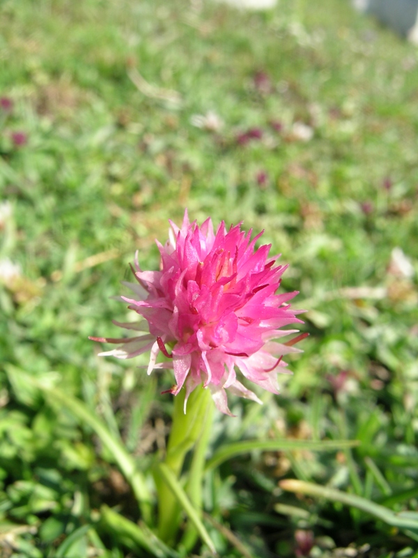 Nigritella widderi