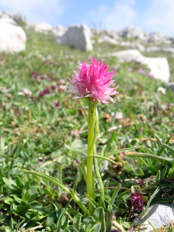 Nigritella widderi