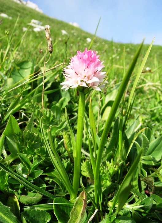 Nigritella widderi