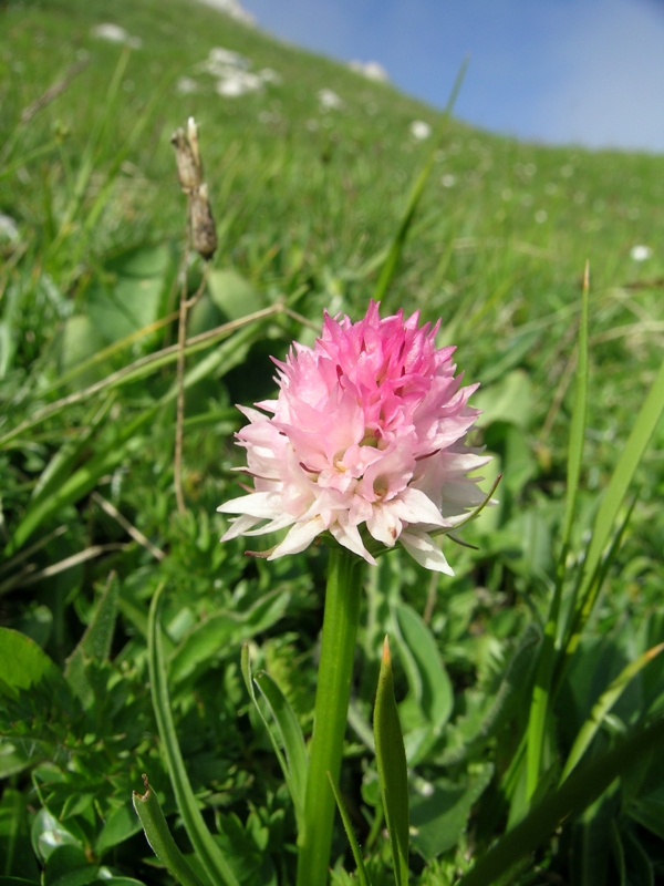 Nigritella widderi