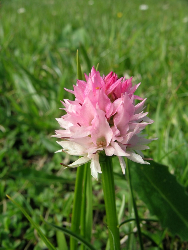 Nigritella widderi