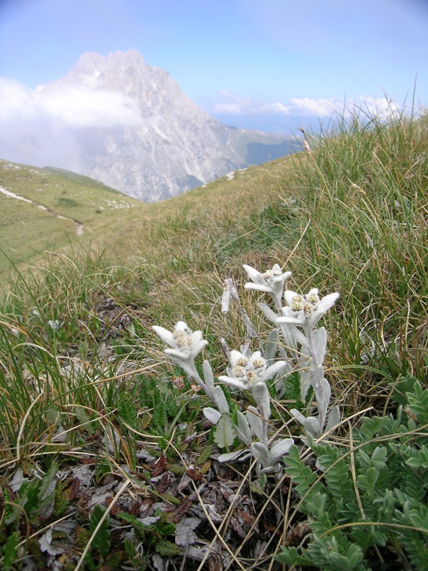 Leontopodium nivale / Stella alpina appenninica