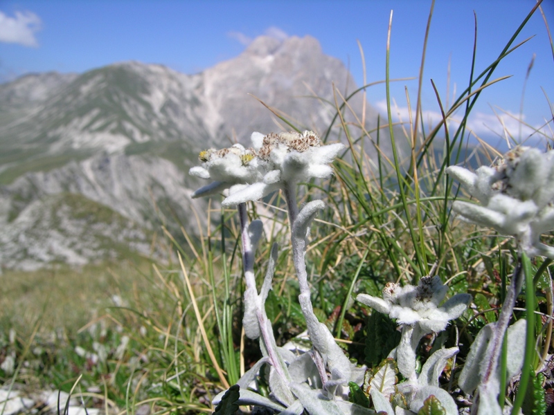 Leontopodium nivale / Stella alpina appenninica
