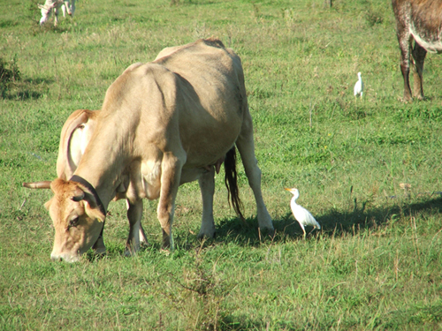 Airone guardbuoi - Bubulcus ibis
