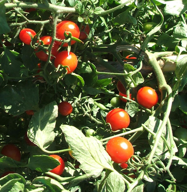 Tempo di pomodori