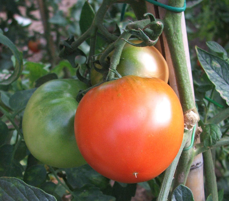 Tempo di pomodori