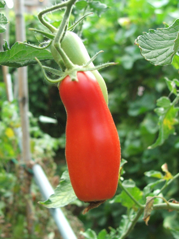 Tempo di pomodori
