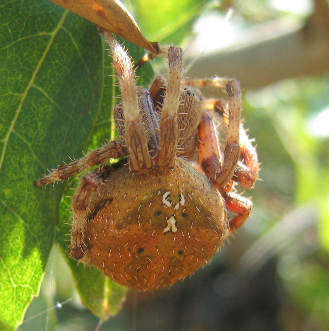 Synema globosum e Araneus sp.