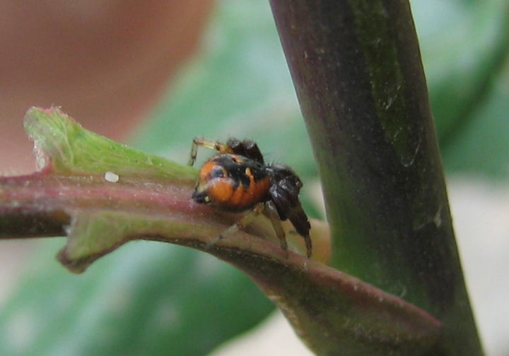 Synema globosum e Araneus sp.