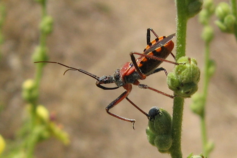 Rhynocoris e Sphedanolestes italiani (Het., Reduviidae)