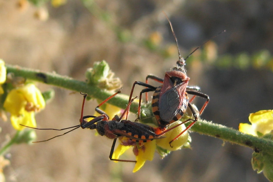 Rhynocoris e Sphedanolestes italiani (Het., Reduviidae)