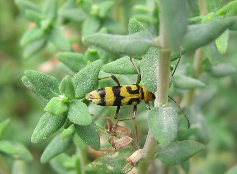 Chlorophorus varius bianco o giallo?