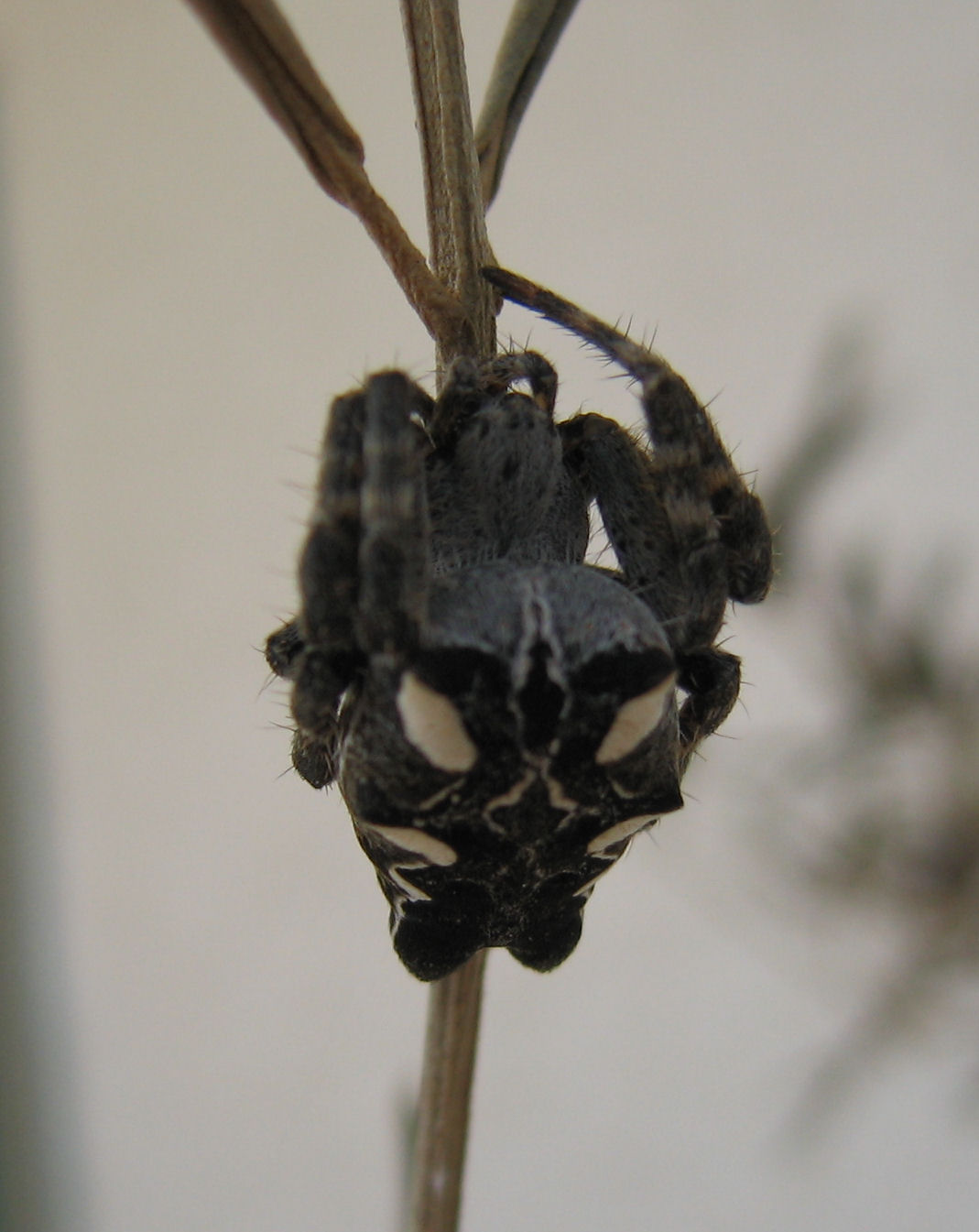 Cyrtophora citricola
