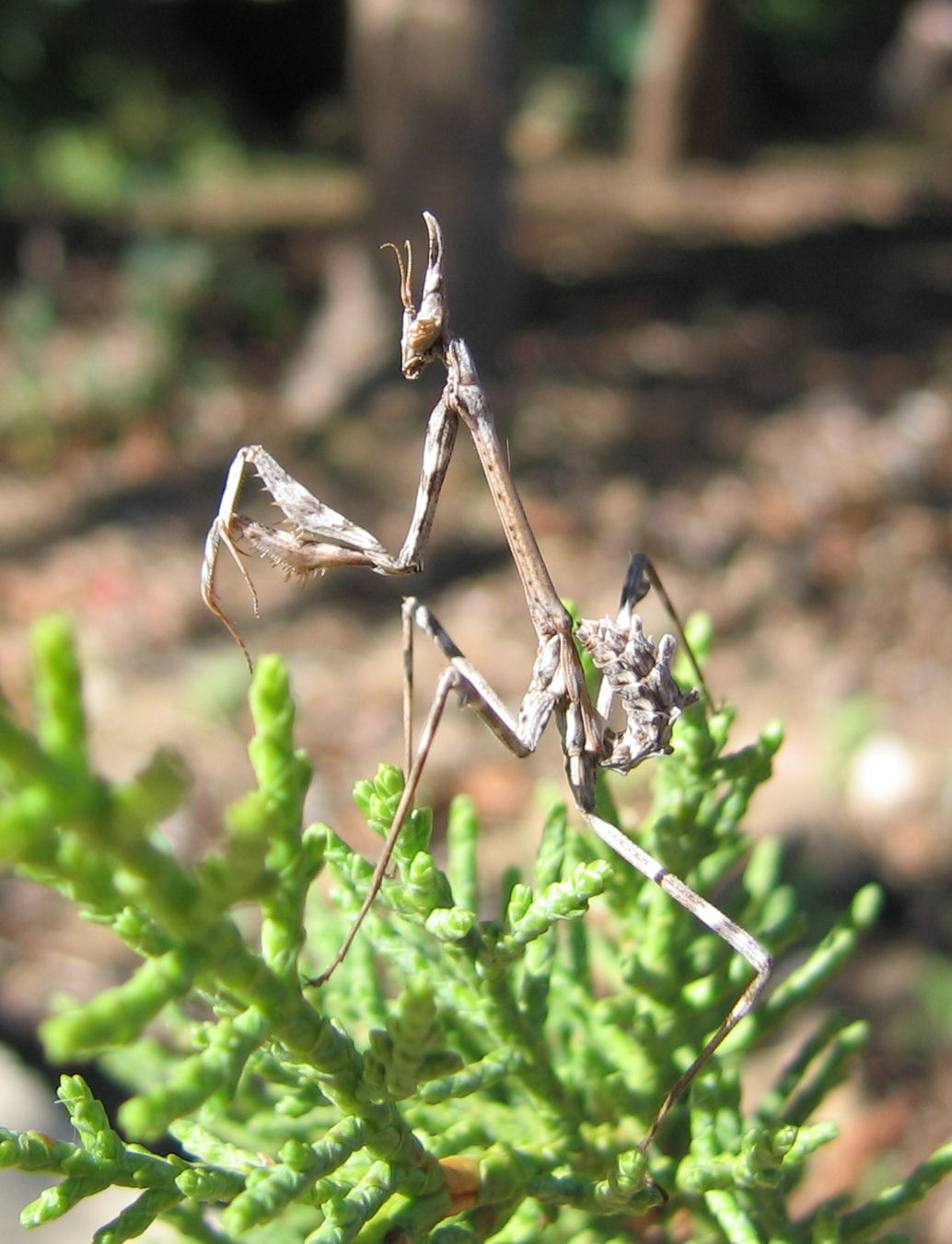 storia di una Empusa pennata
