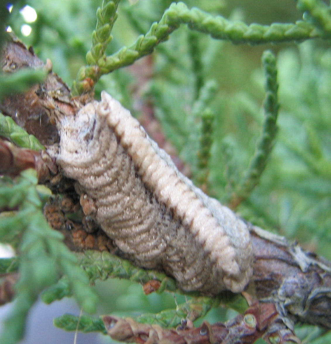 storia di una Empusa pennata