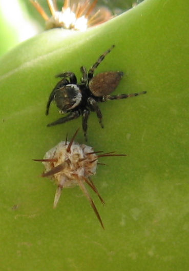 Scytodes sp. e Evarcha jucunda - Trapani