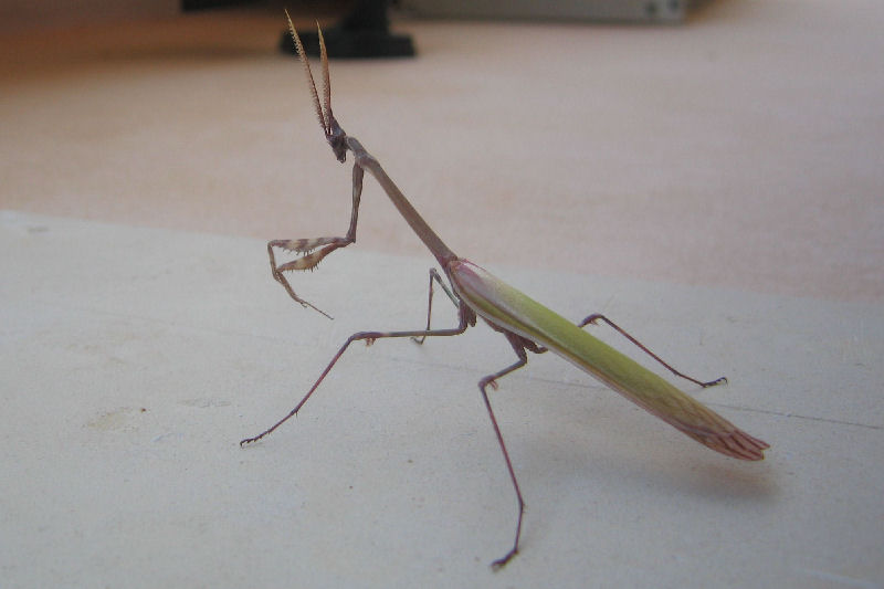 storia di una Empusa pennata