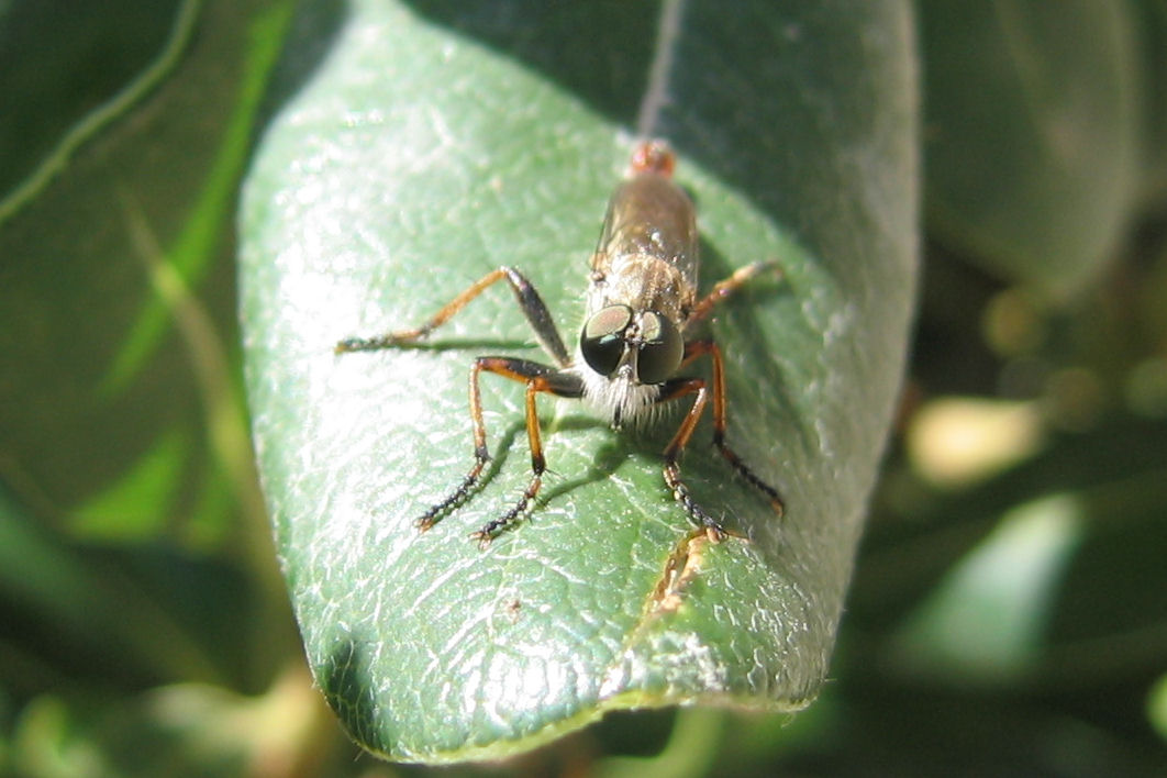 Asilidae