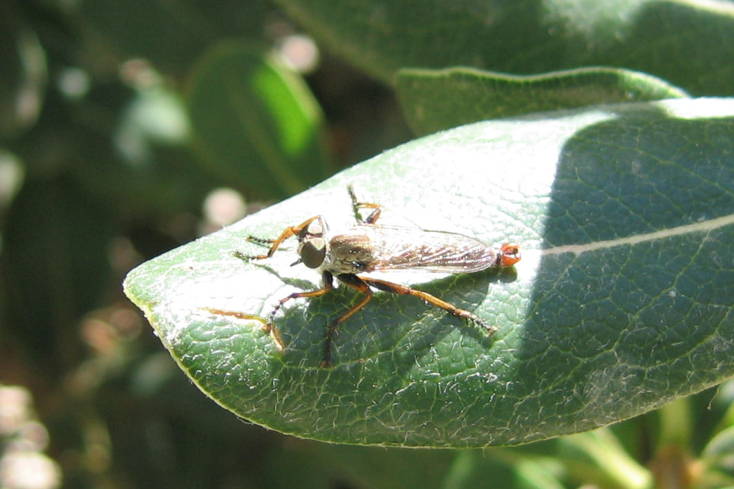 Asilidae