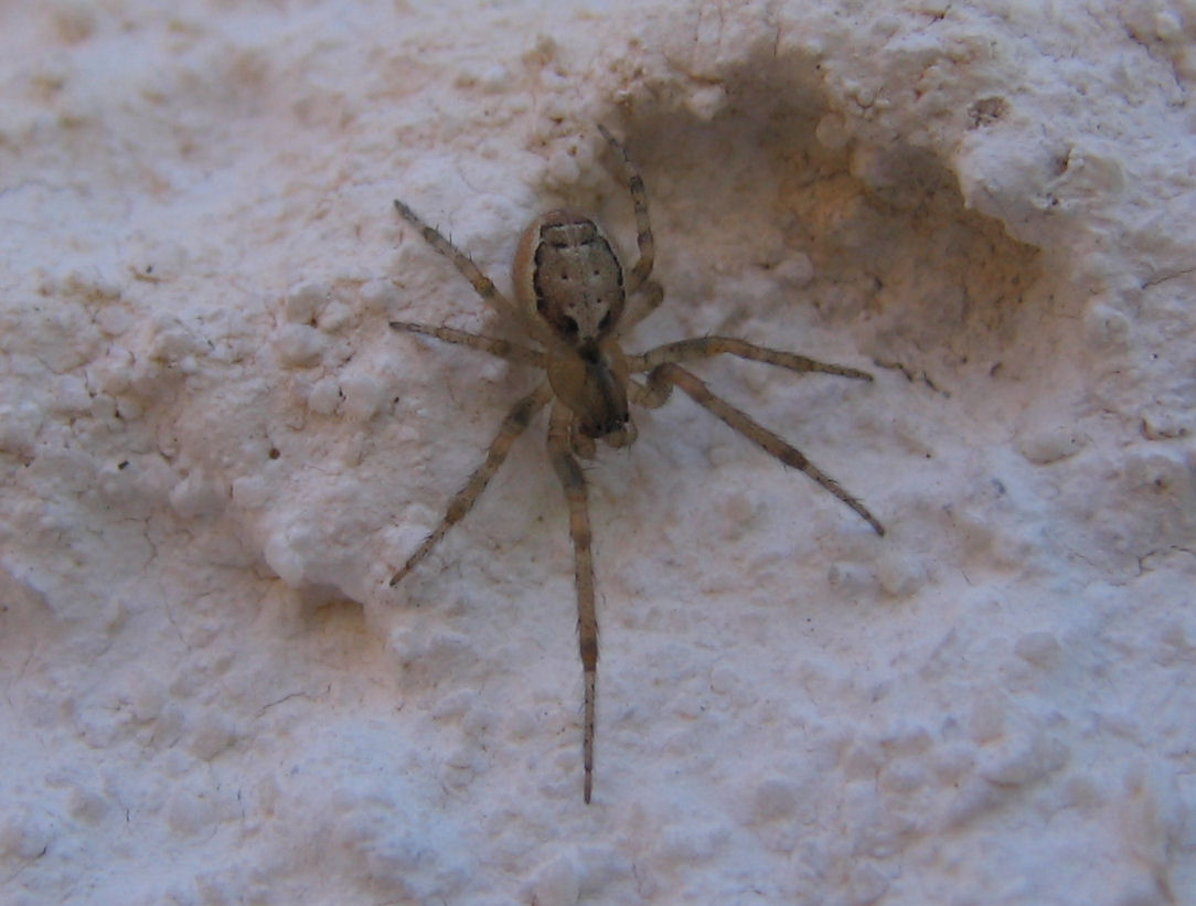 Zygiella x-notata