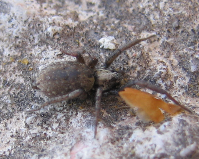 Nomisia sp.